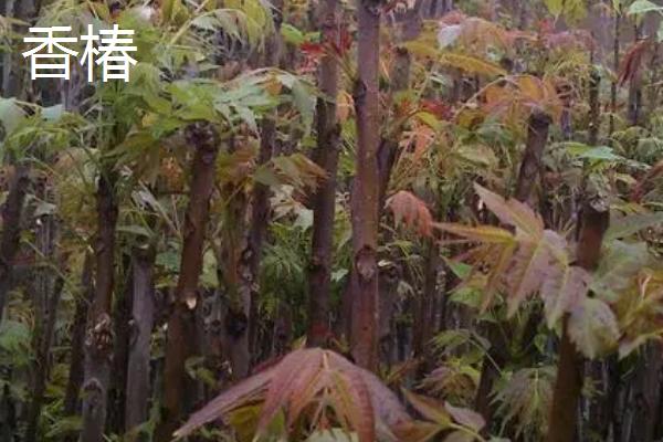 香椿与臭椿的区别,叶数、味道、树干、果实等均不同