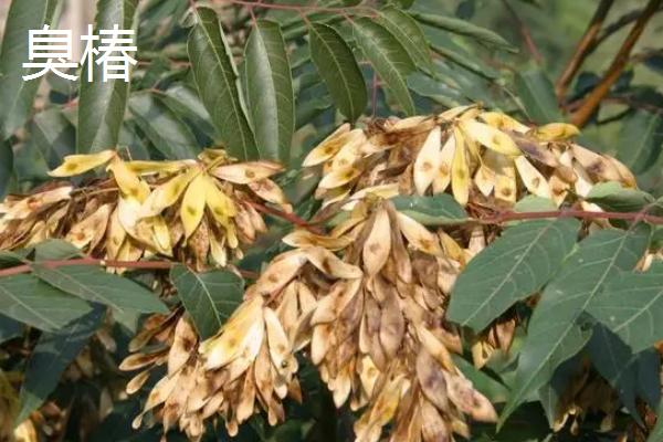 香椿与臭椿的区别,叶数、味道、树干、果实等均不同