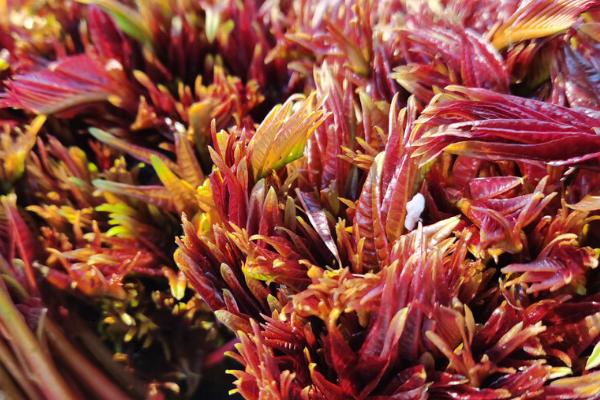 香椿与臭椿的区别,叶数、味道、树干、果实等均不同