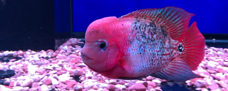 罗汉鱼的饲养方法