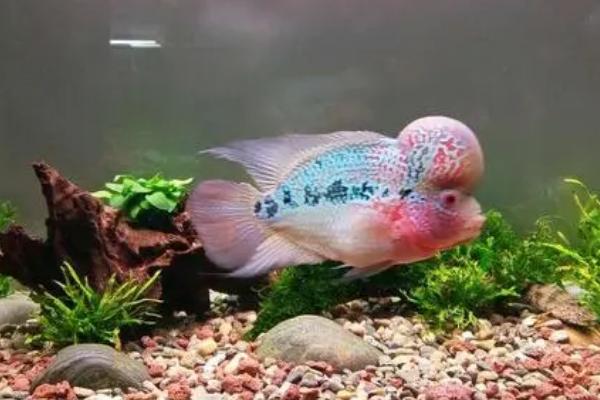罗汉鱼的饲养方法,尽量选择大一些的鱼缸