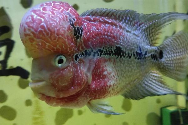 罗汉鱼的饲养方法,尽量选择大一些的鱼缸