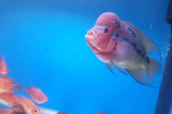 罗汉鱼的饲养方法,尽量选择大一些的鱼缸