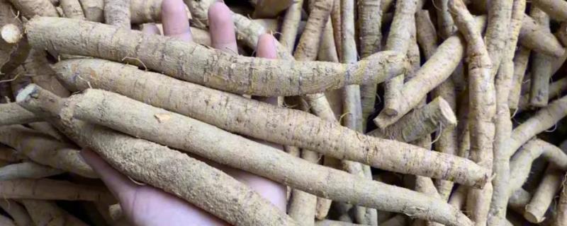 种植牛大力的前景