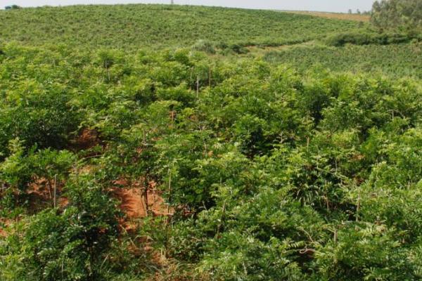 种植牛大力的前景，可食用可药用市场需求量大