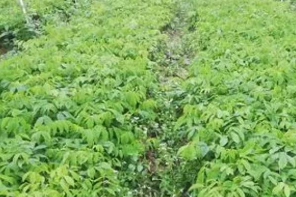 种植牛大力的前景，可食用可药用市场需求量大