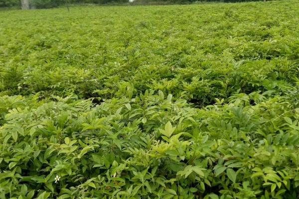 种植牛大力的前景，可食用可药用市场需求量大