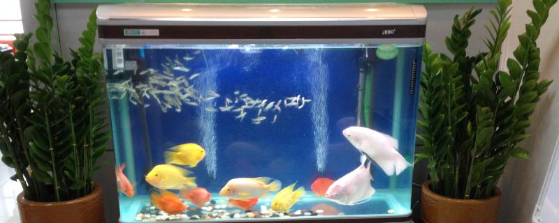 鱼缸一晚上不打氧鱼会死吗