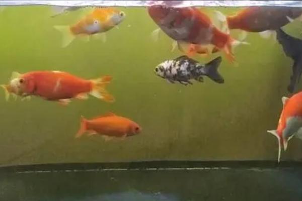 鱼缸一晚上不打氧鱼会死吗,鱼数量不多的话一般不会死