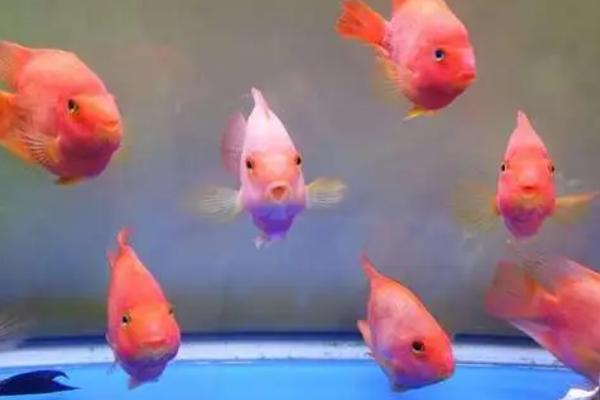 鱼缸一晚上不打氧鱼会死吗,鱼数量不多的话一般不会死