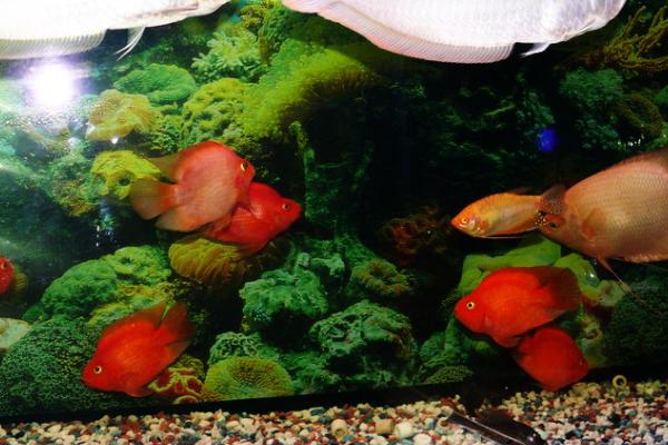 鱼缸一晚上不打氧鱼会死吗,鱼数量不多的话一般不会死