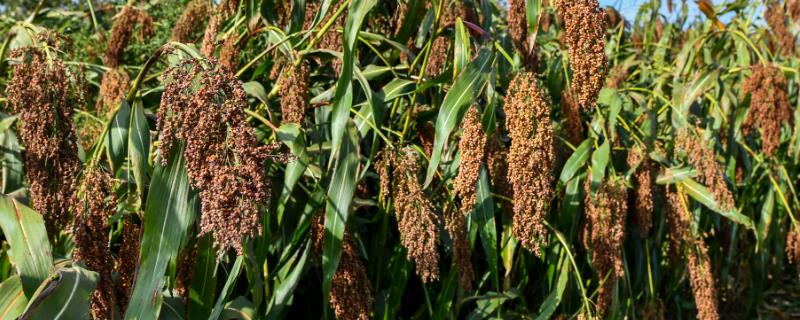 近甜一号适合哪些地方种植