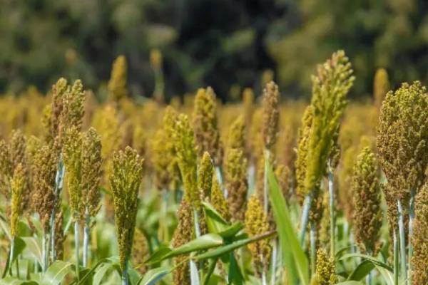 近甜一号适合哪些地方种植,适合种植在甘肃的酒泉、张掖、武威等地