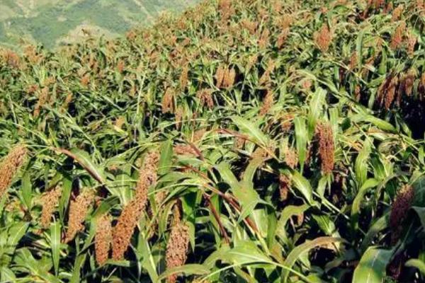 近甜一号适合哪些地方种植,适合种植在甘肃的酒泉、张掖、武威等地