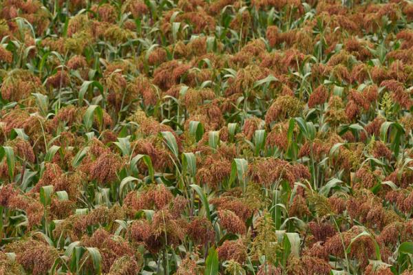 近甜一号适合哪些地方种植,适合种植在甘肃的酒泉、张掖、武威等地