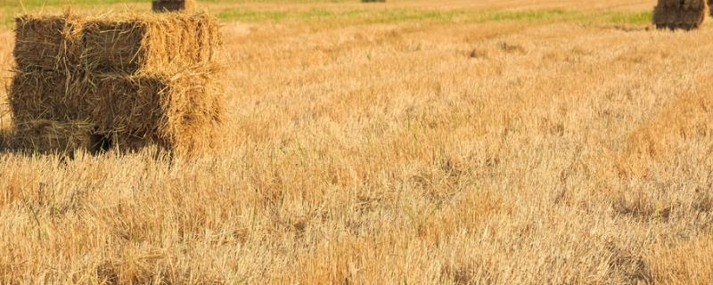 秸秆是什么农作物