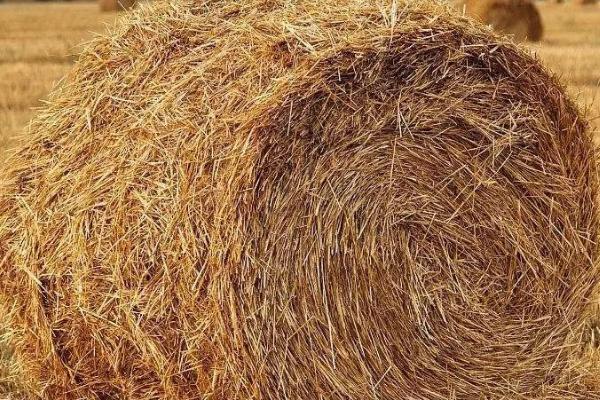 秸秆是什么农作物,是成熟农作物茎叶部分的总称