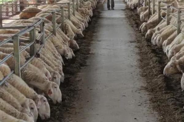 秸秆是什么农作物,是成熟农作物茎叶部分的总称