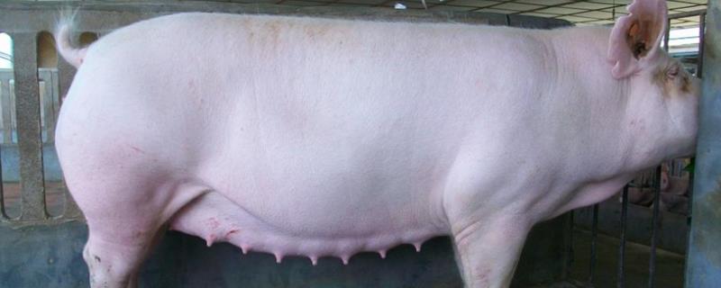 检测母猪怀孕的方法