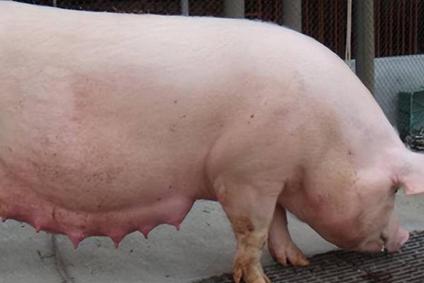 检测母猪怀孕的方法，最直观的是用肉眼观察