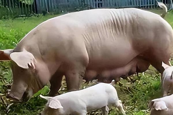 检测母猪怀孕的方法，最直观的是用肉眼观察