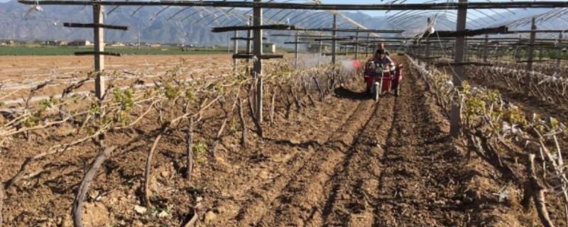 怎么让葡萄安全越冬