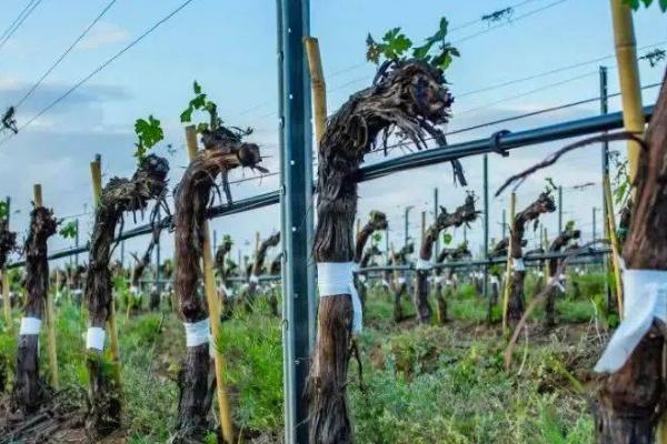 怎么让葡萄安全越冬,浇灌封冻水可以避免根系受冻