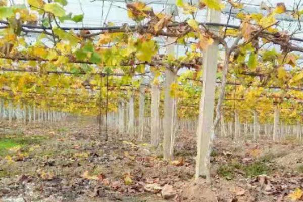 怎么让葡萄安全越冬,浇灌封冻水可以避免根系受冻