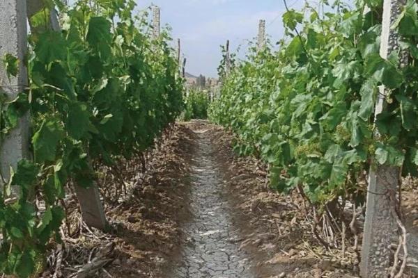 怎么让葡萄安全越冬,浇灌封冻水可以避免根系受冻