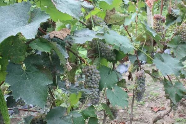 怎么让葡萄安全越冬,浇灌封冻水可以避免根系受冻