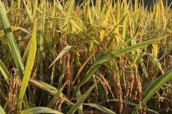 黄花粘水稻有什么特性,容易种植且具有良好的稳定性