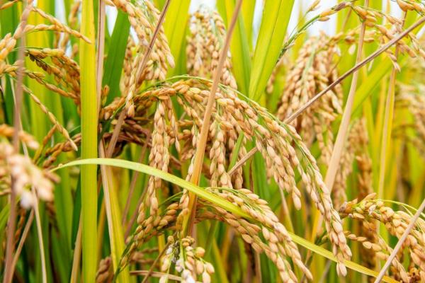 黄花粘水稻有什么特性,容易种植且具有良好的稳定性