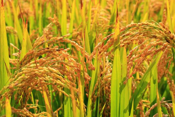 黄花粘水稻有什么特性,容易种植且具有良好的稳定性