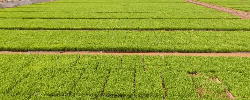 秧苗在什么季节种