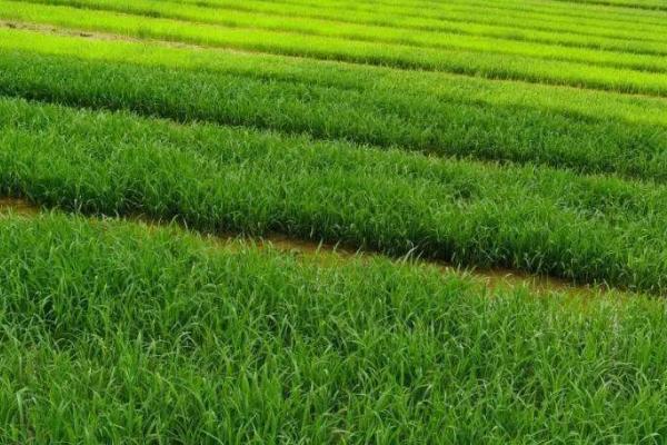 秧苗在什么季节种，可在春季或夏季播种