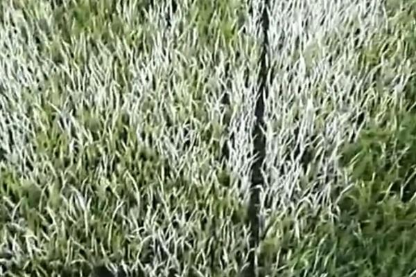 秧苗在什么季节种，可在春季或夏季播种