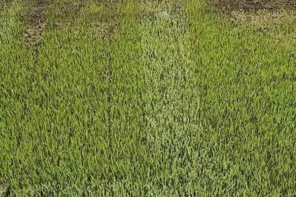 秧苗在什么季节种，可在春季或夏季播种