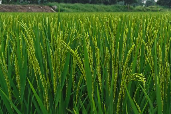 福湘优1466水稻品种简介,适宜中高肥力水平栽培
