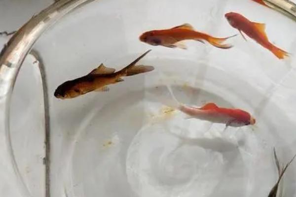 鱼吃什么,不同的鱼喜欢的食物种类不同