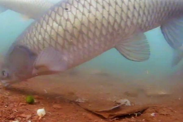 鱼吃什么,不同的鱼喜欢的食物种类不同