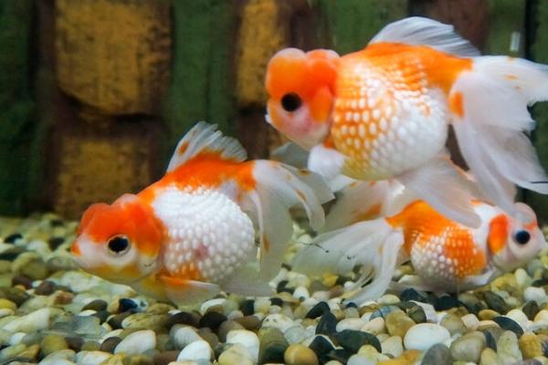 鱼吃什么,不同的鱼喜欢的食物种类不同