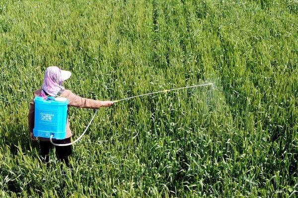 腈菌唑的作用,有一定刺激生长作用