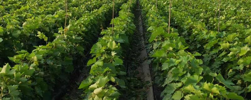 葡萄的种植时间