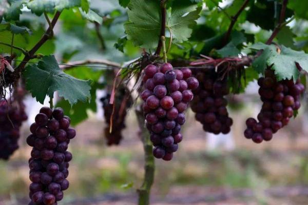 葡萄的种植时间,通常在春季种植