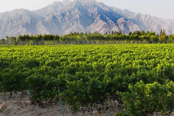 葡萄的种植时间,通常在春季种植