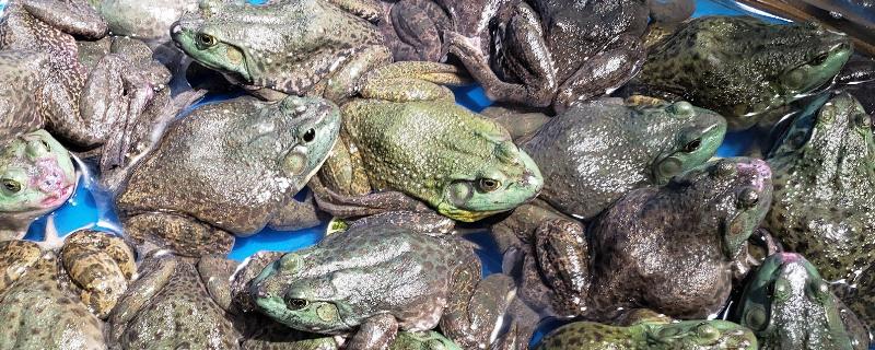 养殖牛蛙有什么危害