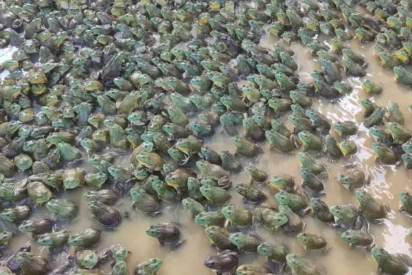 养殖牛蛙有什么危害，会兑水域环境造成严重的污染