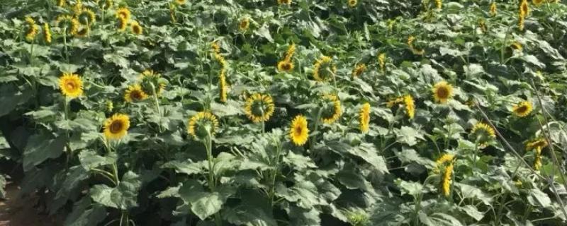 油葵的种植方法