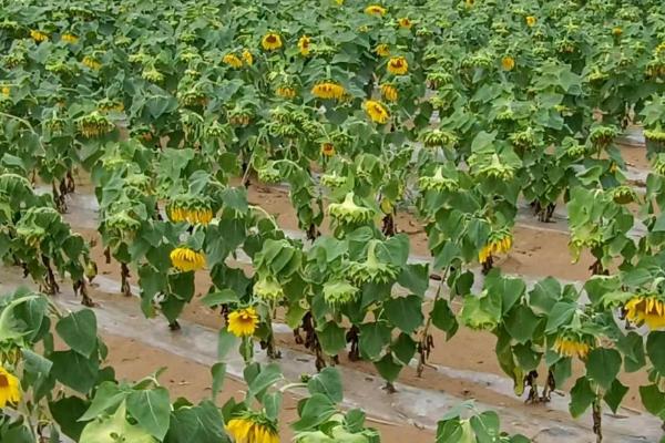 油葵的种植方法，通常采取地膜覆盖种植模式