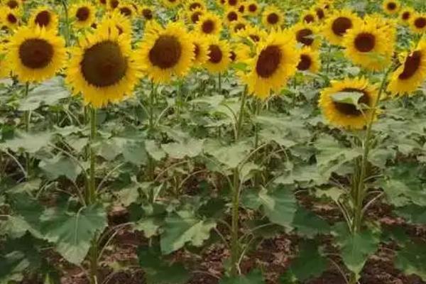 油葵的种植方法，通常采取地膜覆盖种植模式